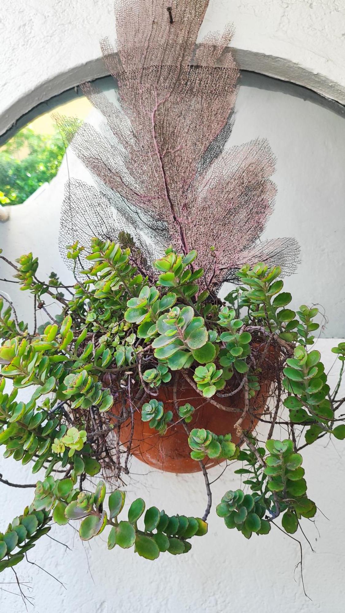 Amaranto Bed And Breakfast Cozumel Exteriör bild