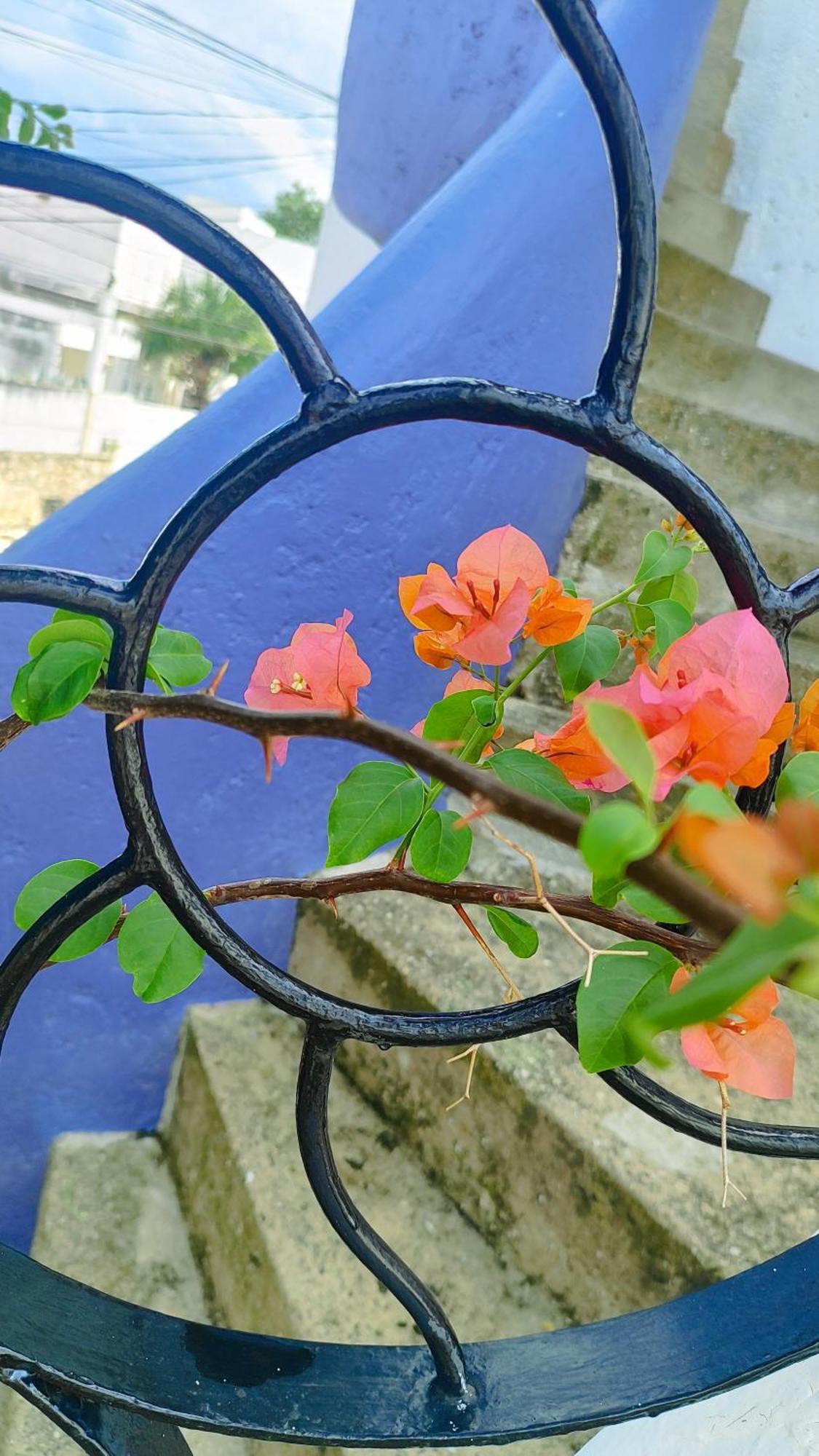 Amaranto Bed And Breakfast Cozumel Exteriör bild
