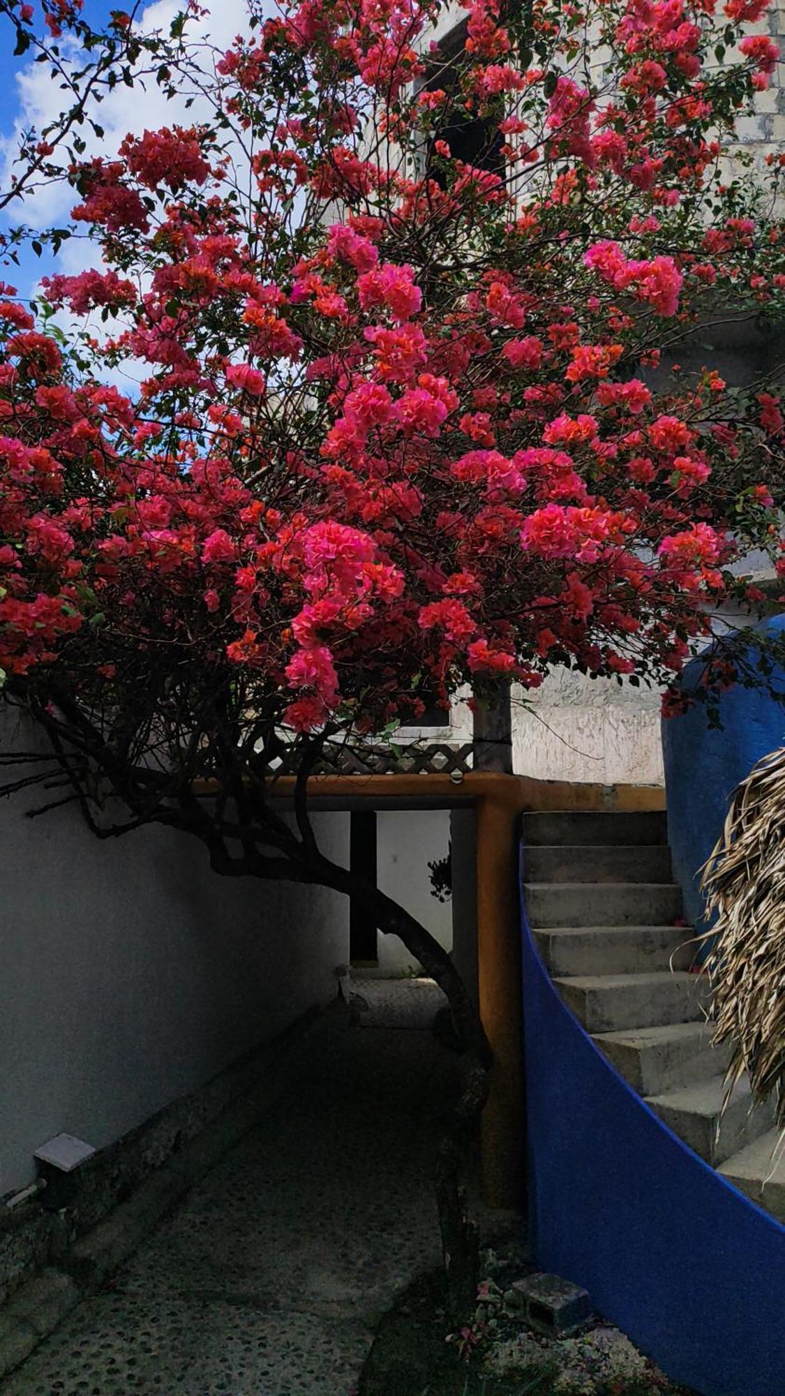Amaranto Bed And Breakfast Cozumel Exteriör bild